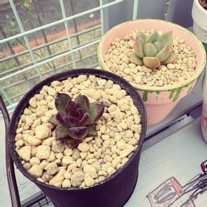 エケベリア ブラックローズ,アボガドクリーム,多肉植物 エケベリア,多肉植物初心者の画像