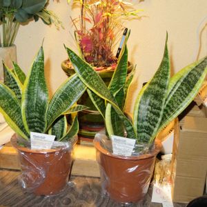 サンスベリア,観葉植物,癒し,インテリアグリーン,トイレの画像