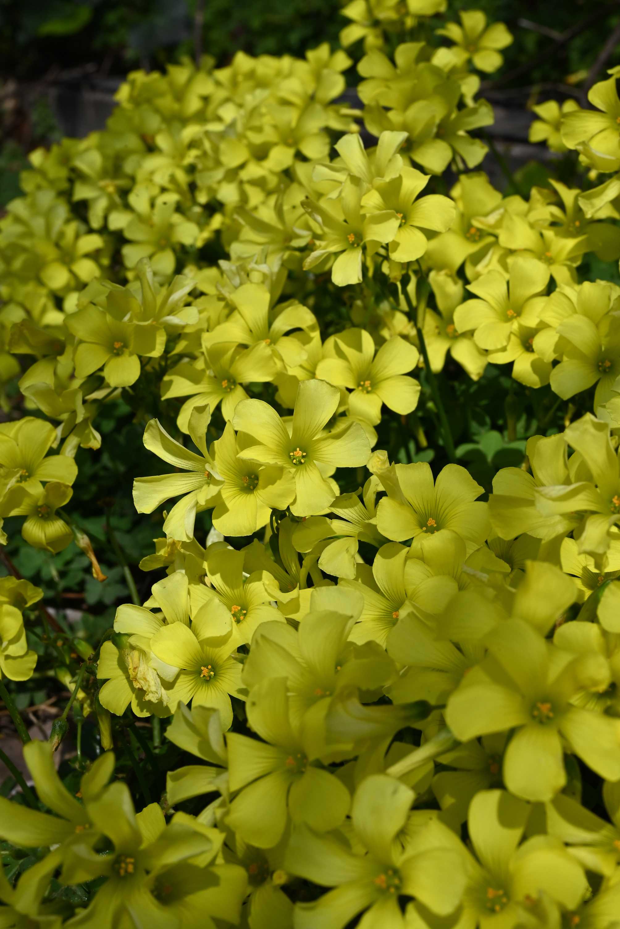 春の野の花たち｜🍀GreenSnap（グリーンスナップ）