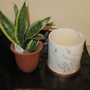 サンセベリア,観葉植物,植え替え,癒し,植木鉢の画像