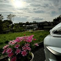 マーガレット,エルダーフラワー,マロウ,ニワトコ,ウスベニアオイの画像
