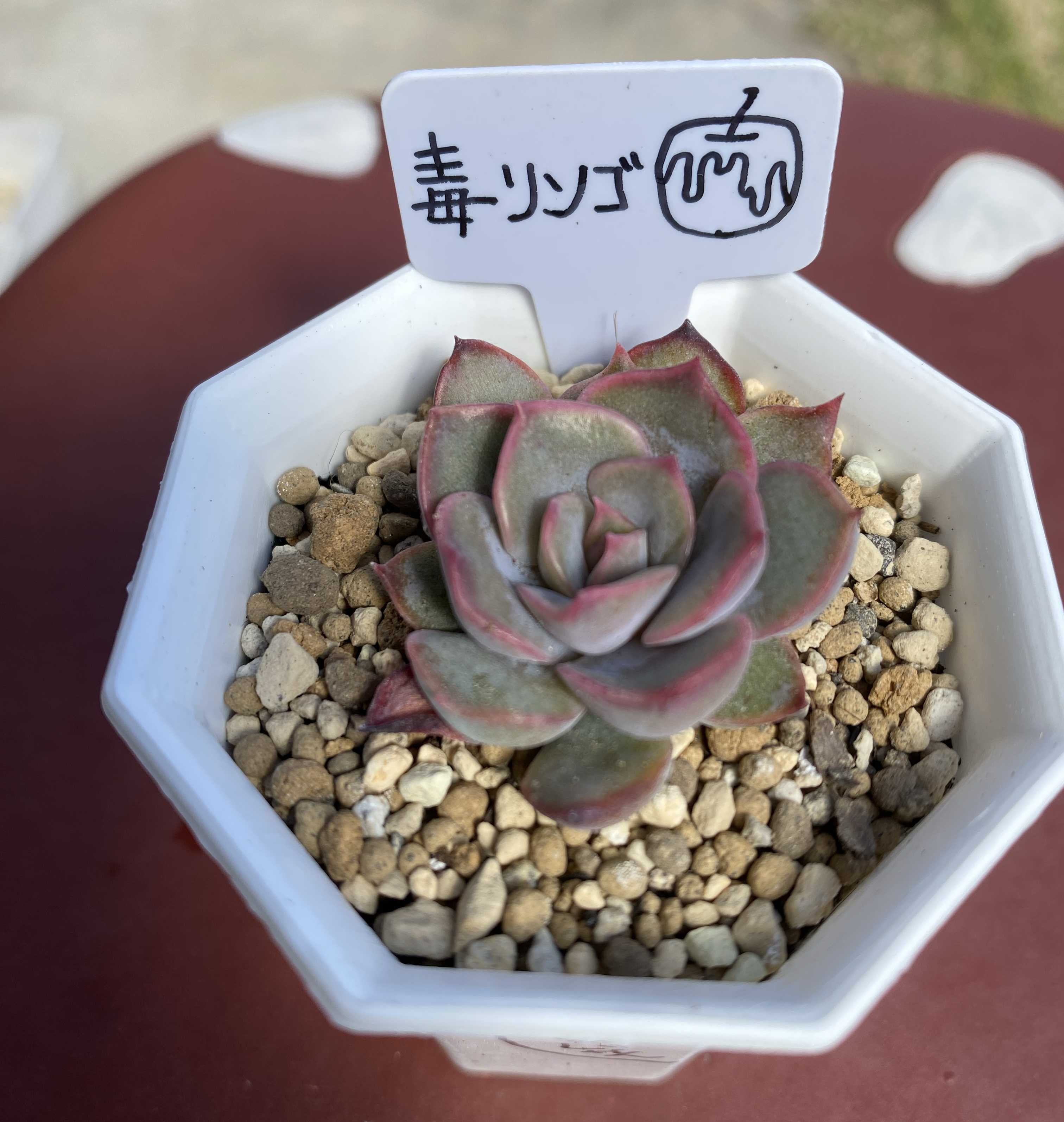 【サービス品@980〜】毒リンゴ(葉挿しっ子) サービス品@980〜】毒リンゴ(葉挿しっ子)