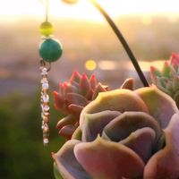 アサガオ,ラブリーローズ,M's Succulent Memories,多肉植物,夕焼けの画像