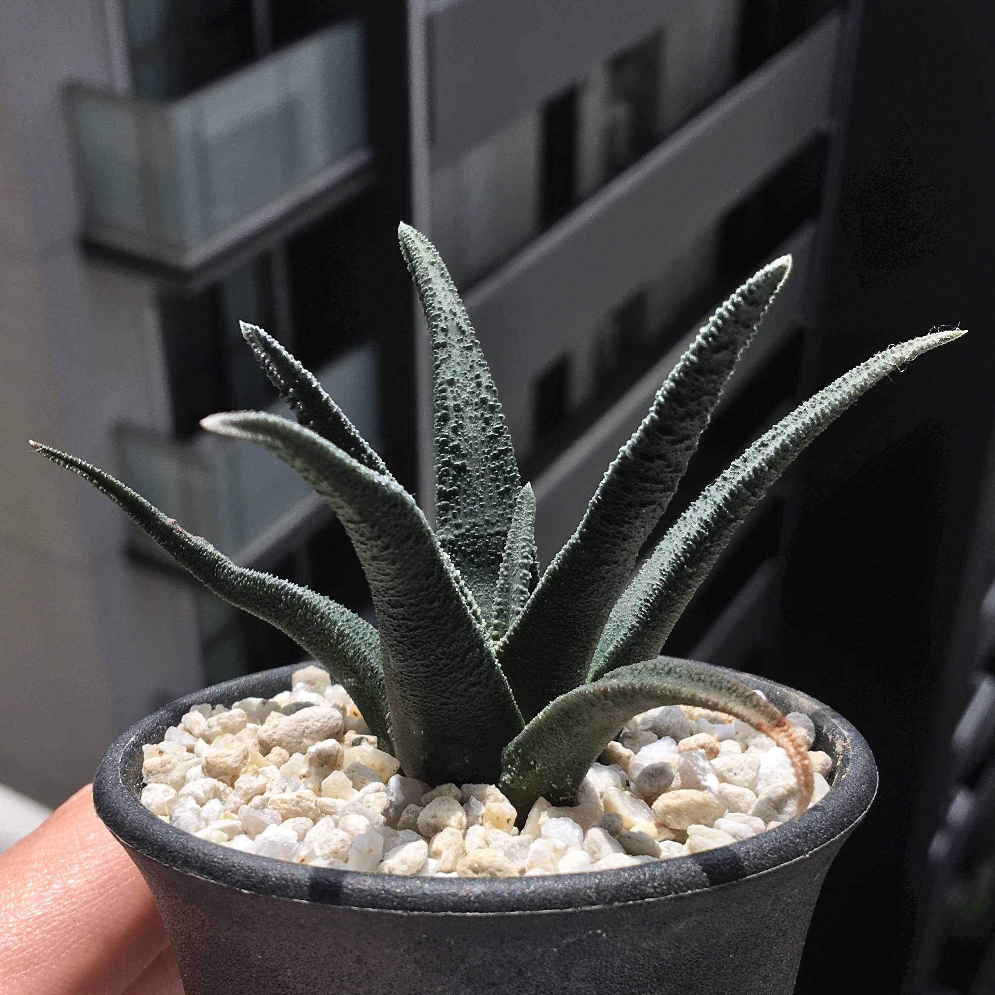 ☆h2☆ 原種ハオルチア(ハオルチオプシス) ソルディダ H.sordida