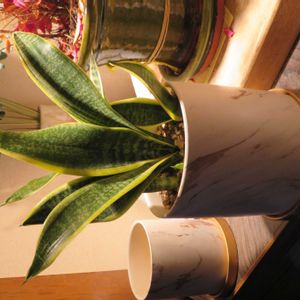 観葉植物,植え替え,癒し,植木鉢,インテリアグリーンの画像