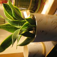 サンセベリア,観葉植物,植え替え,癒し,植木鉢の画像