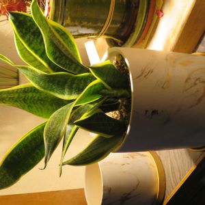 サンセベリア,観葉植物,植え替え,癒し,植木鉢の画像
