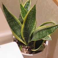 サンセベリア,観葉植物,植え替え,癒し,植木鉢の画像
