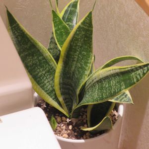 サンセベリア,観葉植物,植え替え,癒し,植木鉢の画像