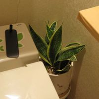 サンセベリア,観葉植物,植え替え,癒し,植木鉢の画像