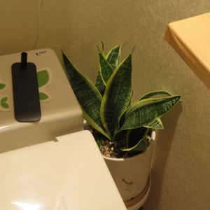 サンセベリア,観葉植物,植え替え,癒し,植木鉢の画像
