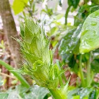 アカンサス,花壇の花,お花のある生活,お花大好き♡,おうち園芸の画像