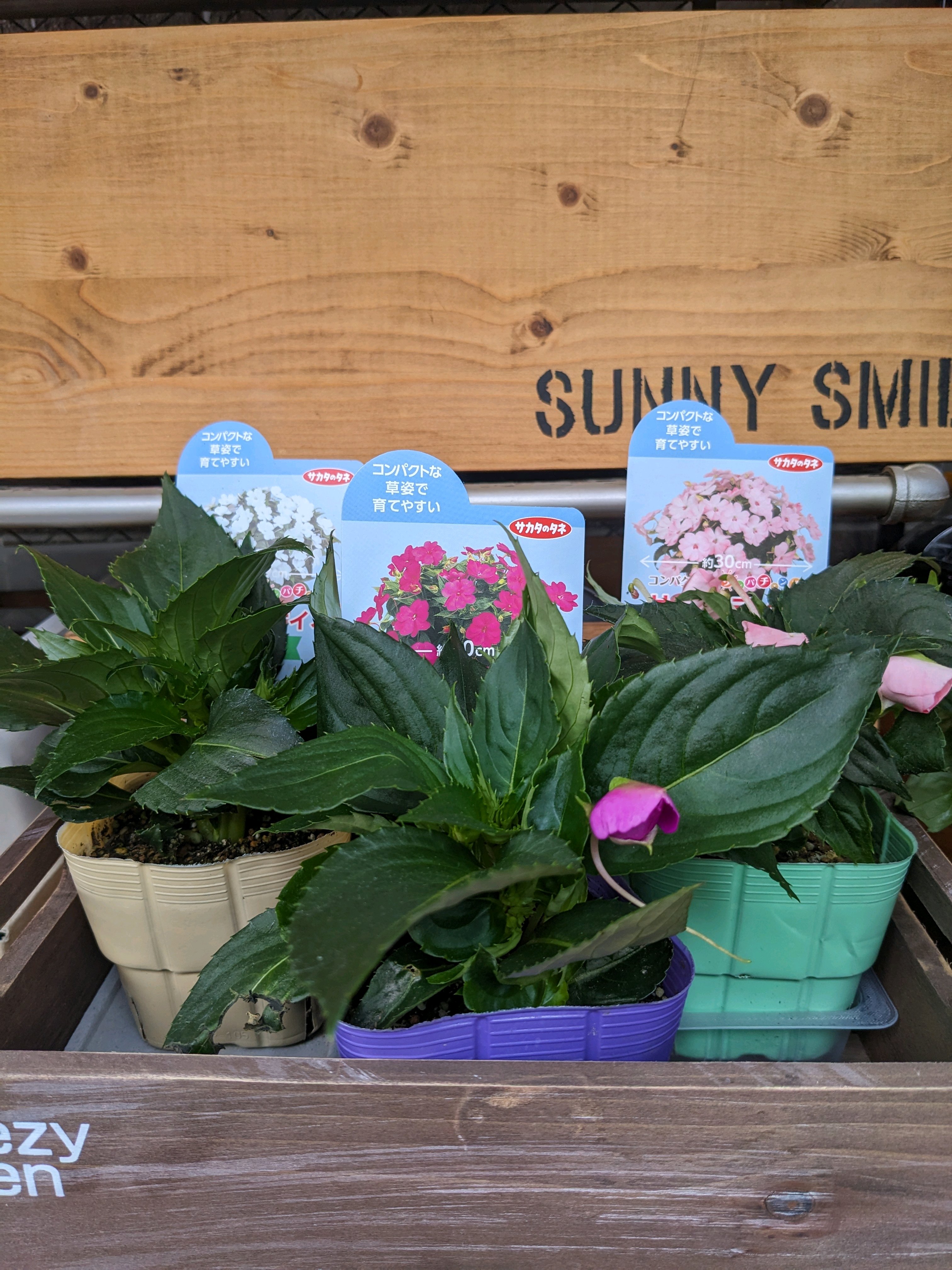 モニター】サカタのタネ サンパティオ🌸｜🍀GreenSnap（グリーンスナップ）