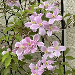 クレマチス モンタナ,庭の画像