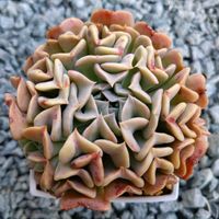 トップスプレンダー,レボリューション,クリスタルローズ,オリジナル交配実生苗。,多肉植物の画像