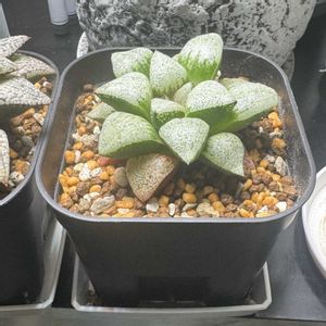 多肉植物,植え替え,ハオルチア属,ハオルシア属     の画像
