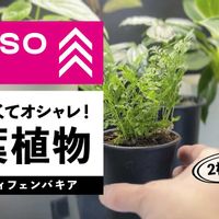 シノブ,YouTube,リビング・ダイニングの画像