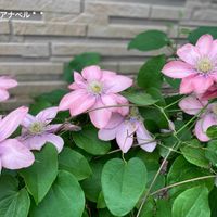 クレマチス 藤かほり,クレマチステッセン,クレマチス白馬,クレマチスリトルマーメイド,花のある暮らしの画像