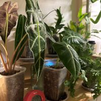 アロカシア・グリーンベルベット,アロカシア・アマゾニカ,フレボディウム ブルースター,ホマロメナ ワリシー カモフラージュ,フレボディウム ダバナの画像