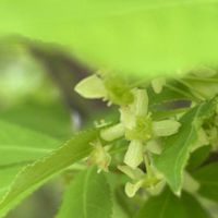 ニシキギ,ニシキギの翼,錦木(ニシキギ),ニシキギの葉,カミソリノキ　(剃刀の木)の画像