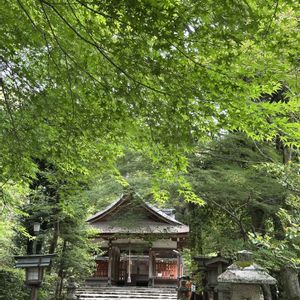 イロハモミジ,イロハモミジ,お出かけ先で,大田神社,雨....の画像