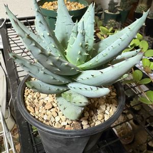 アロエ ペグレラエ,多肉植物,植え替え,成長中,アロエ属の画像