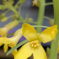 黄梅,黄梅,キャベツの花,黄色の花✨,さんじそうの画像