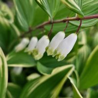 アマドコロ,グリーンアクセサリー♪,キジカクシ〰科,小さな庭の画像