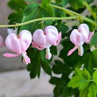 タイツリソウ,庭の画像