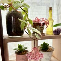 クリプタンサス,ホヤ・カルノーサ,サクララン,観葉植物,ハイドロカルチャーの画像