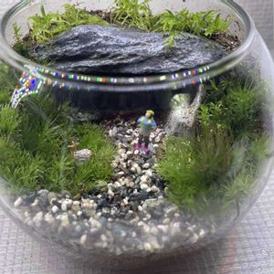 多肉植物,苔テラリウム,珍奇植物,苔 (コケ),多肉女子の画像