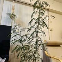 サクランボ,エバー・フレッシュ,かわいい,楽しみ〜,花のある暮らしの画像