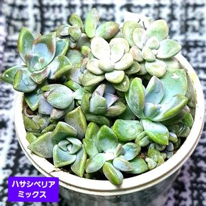 葉挿し,植物男子ベランダー,葉挿しっ子,エケベリア好き,ハサシベリアの画像