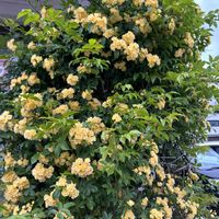 モッコウバラの画像