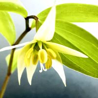 チゴユリ,鉢植え,花言葉,山野草,頂き物の画像