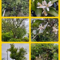 キウイ,ミカン,カキ,みかんの花,グレープフルーツの画像