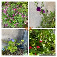 サルビア,感謝,ありがとう♡,芝生の庭の画像