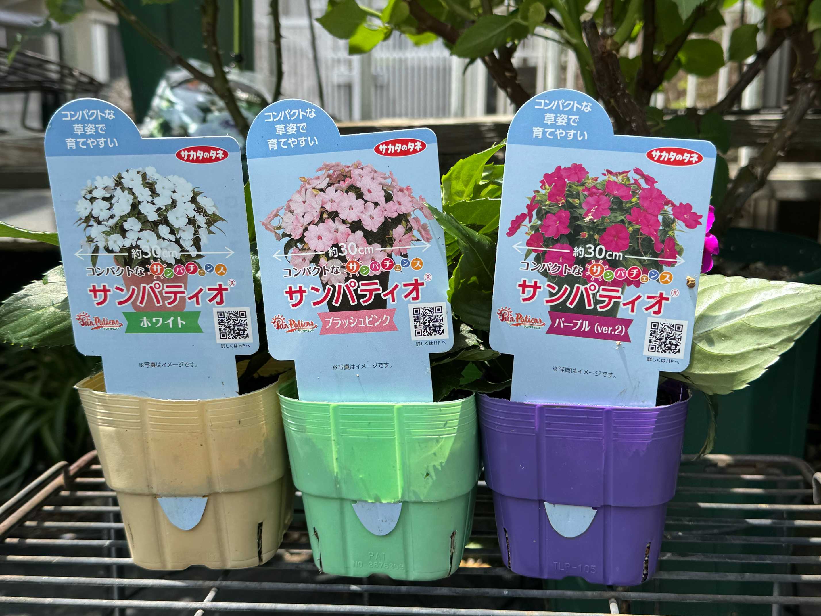 サカタのタネさんのサンパティオ®️モニターキャンペーンに当選しま