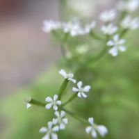 チャービル,チャービルの花,ハーブの画像