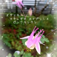 オダマキ,風鈴おだまき,西洋オダマキ,西洋オダマキ ウィンキー,オダマキ・ピンクペチコートの画像
