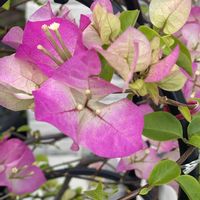 ブーゲンビリア,鉢植え,開花,ピンクの花,緑が好きの画像