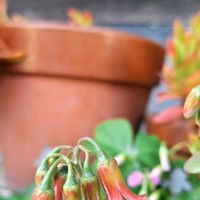 露草,ハーブ,コチレドン ,つぶやきの画像