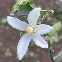 ミカン,お花は癒し,花が好き❤,☆携帯撮影☆,kakirikea野菜果物の画像