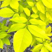 オーレア,アオダモ,黄金 アオダモ,小さい庭,オウゴンアオダモの画像