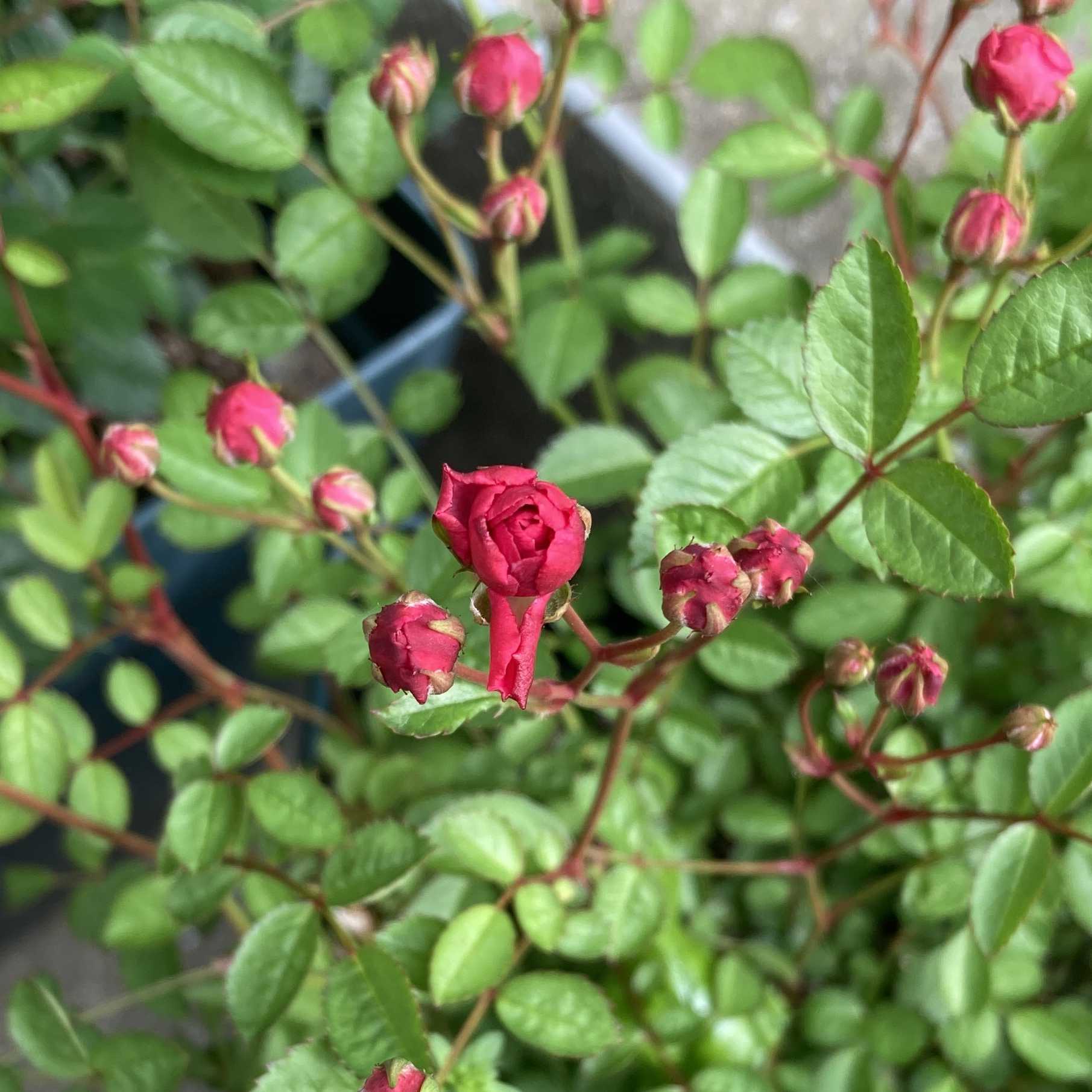 極小ミニバラ・いちご姫の一覧｜🍀GreenSnap（グリーンスナップ）