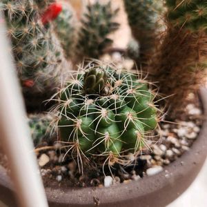 サボテン,サボテン,サボテンの寄せ植え,5月,肌寒い日の画像
