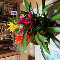 グズマニアの画像