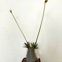 グラキリス,パキポディウム・グラキリス,,塊根植物の画像