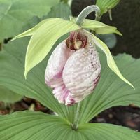 クマガイソウ,クマガイソウ,山野草,今日のお花,❀  Komu's garden ❀の画像