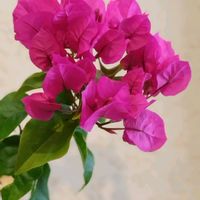 ブーゲンビリア,花のある暮らしの画像